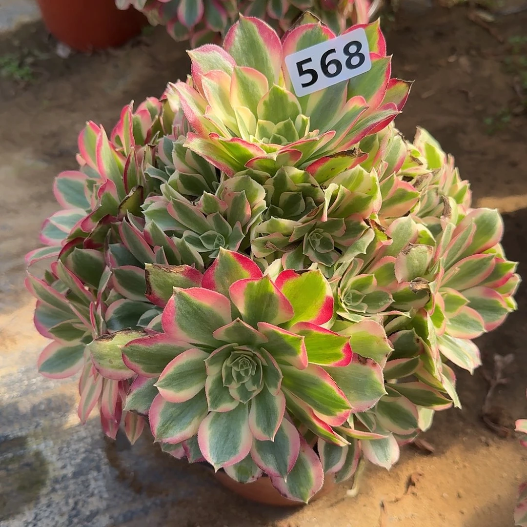 多肉植物布加迪568