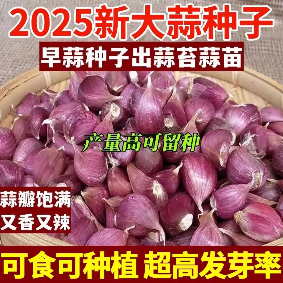 大蒜紫皮大蒜种子红皮大蒜出蒜苔红根蒜苗农家土蒜香蒜瓣宽叶早蒜