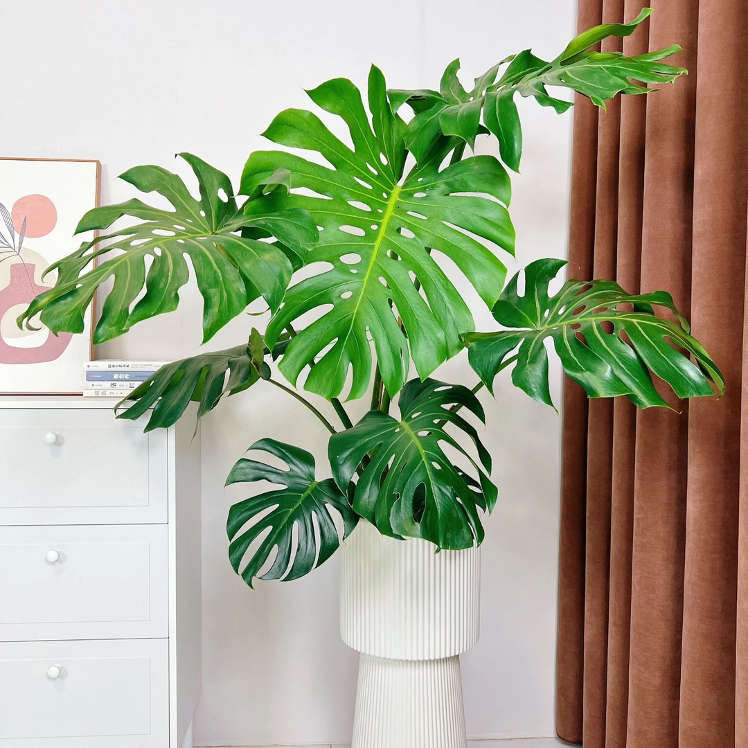 【一植】【一物一拍】老桩龟背竹大型高级绿植办公室内客厅落地易养