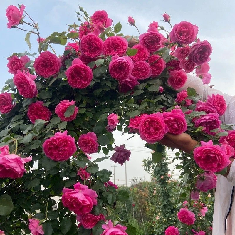 大U行 玫红色大花顺丰快递大型藤本爬藤月季蔷薇阳台庭院四季开花