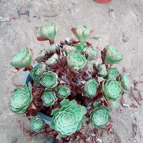 万圣节老桩多肉植物1