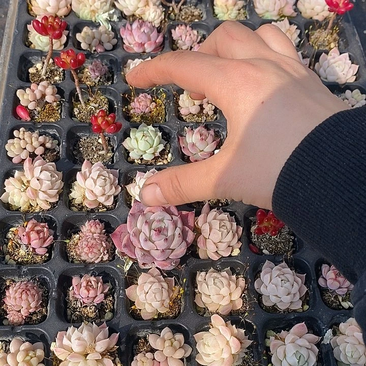 118 多肉植物盆栽花卉植物