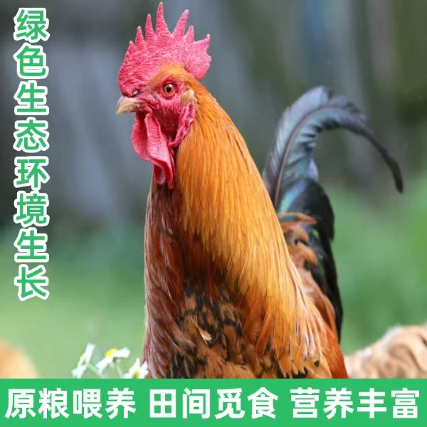 【鲁北】生态放养1年左右土公鸡 田间觅食 一只净重 2-2.5斤 带内脏