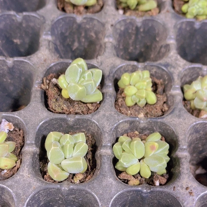 精品黑吉愣叶多肉植物