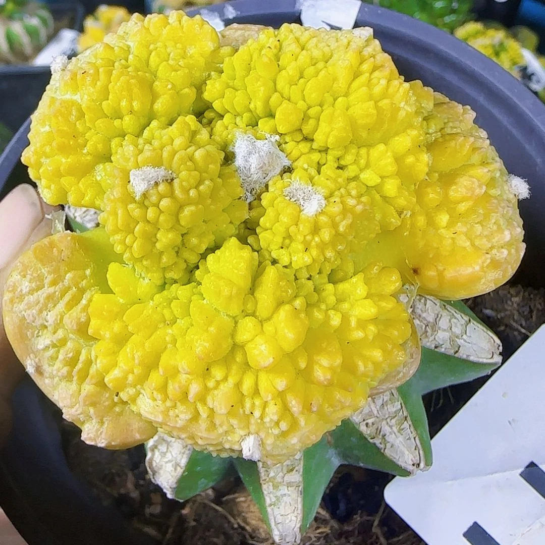 大尤哥斯拉锦911。