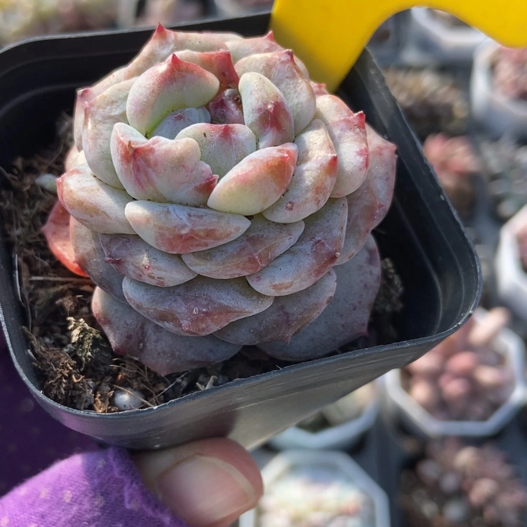 640冰魄石化多肉植物