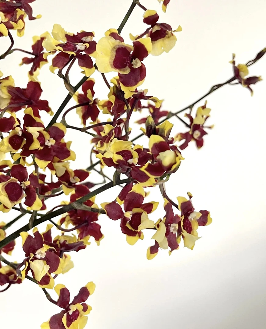 三色天香文心兰 （青苗）爆花耐寒好养室内 云南鲜花绿植