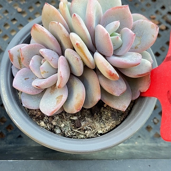 多肉植物韩版奶茶1733多肉