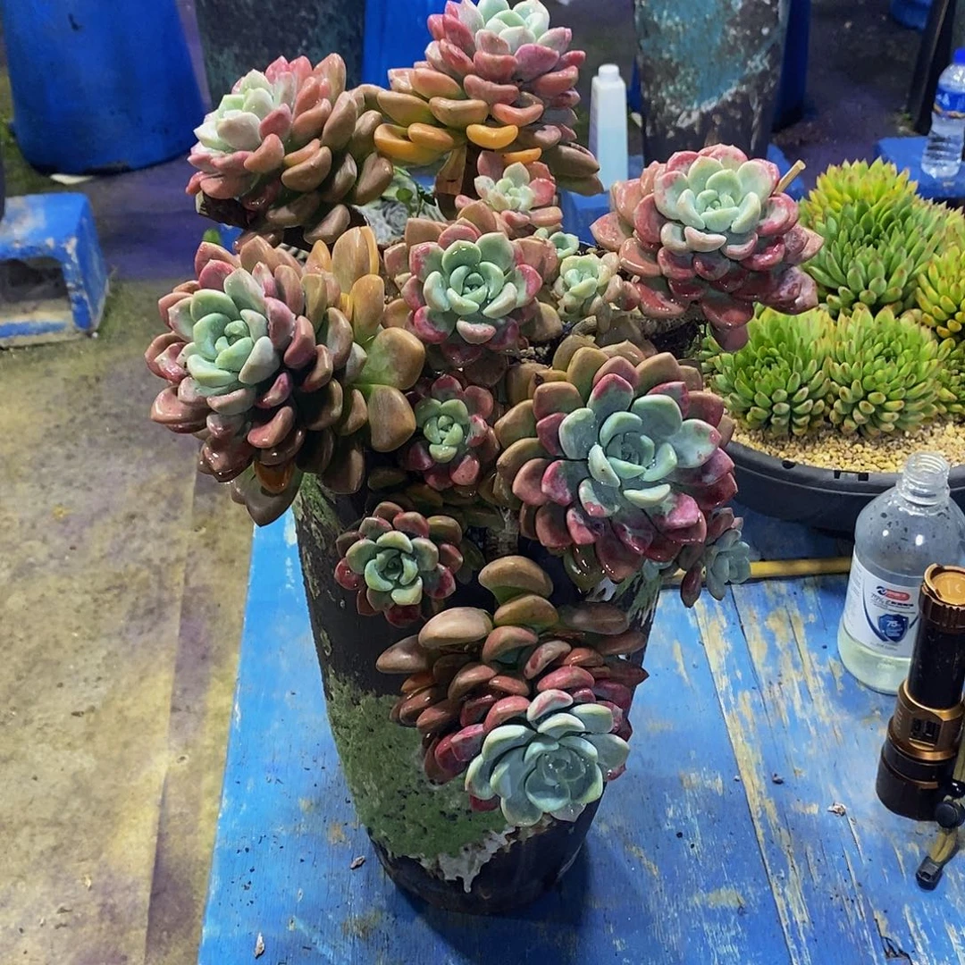 肉***露花瓣露多肉植物包邮到家