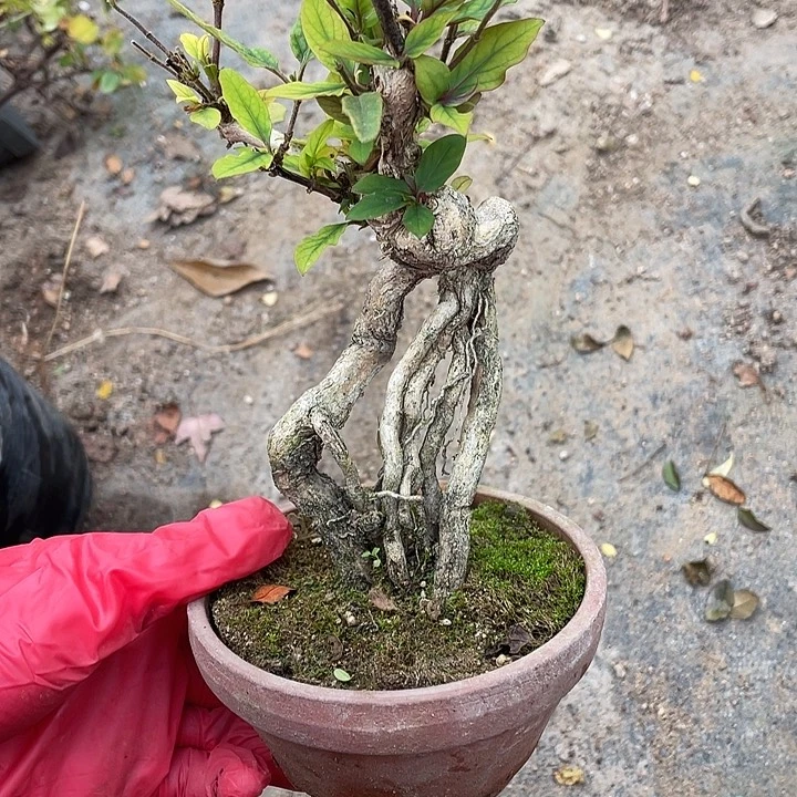 錫****无花朵88菊花菊花菊花家花花