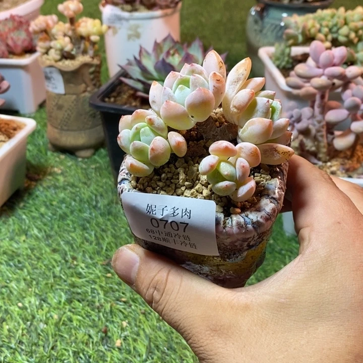 0707啊啊啊啊啊啊啊啊啊啊啊