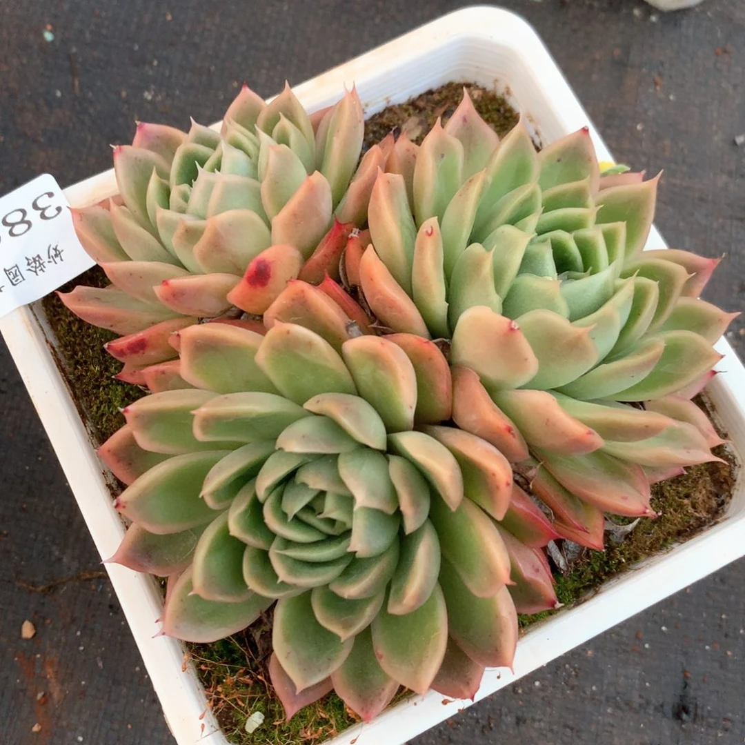 3806杂交多肉植物基地