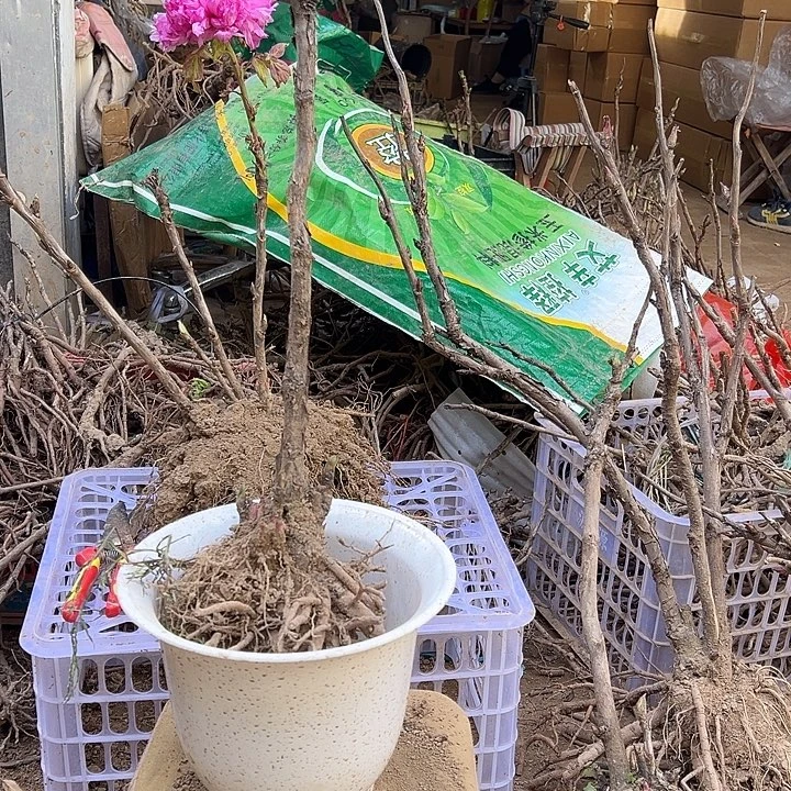 健***理完全开放岛锦大颗