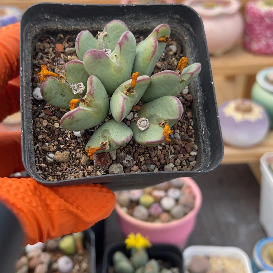 多肉植物一物一拍52