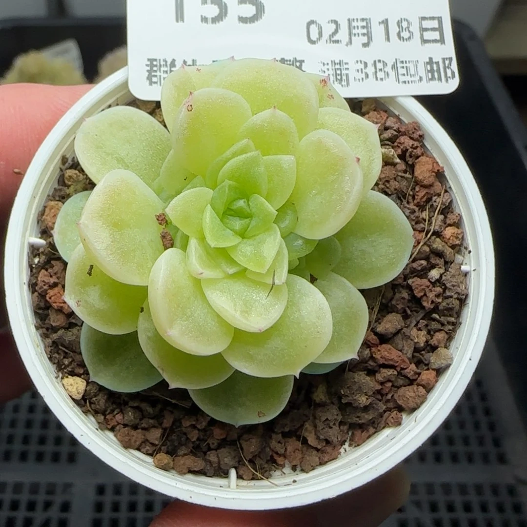 0218-155（XPP-265）