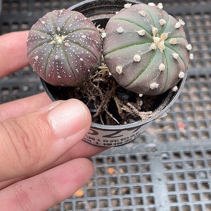629仙人球植物紫皮组合