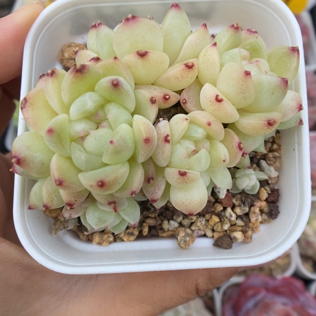 财富密码10头可拍592号