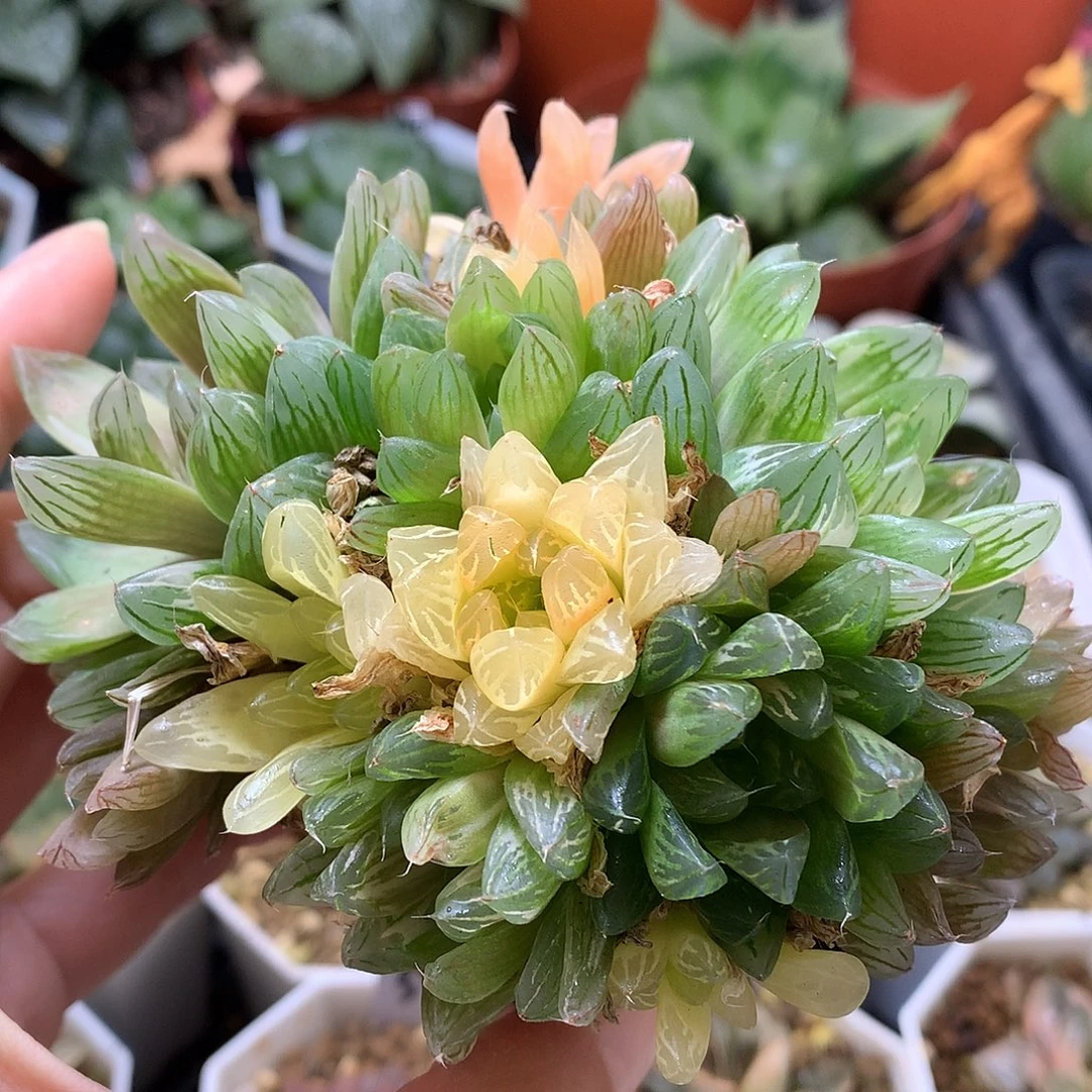 花火玉露锦带盆土发货tlo