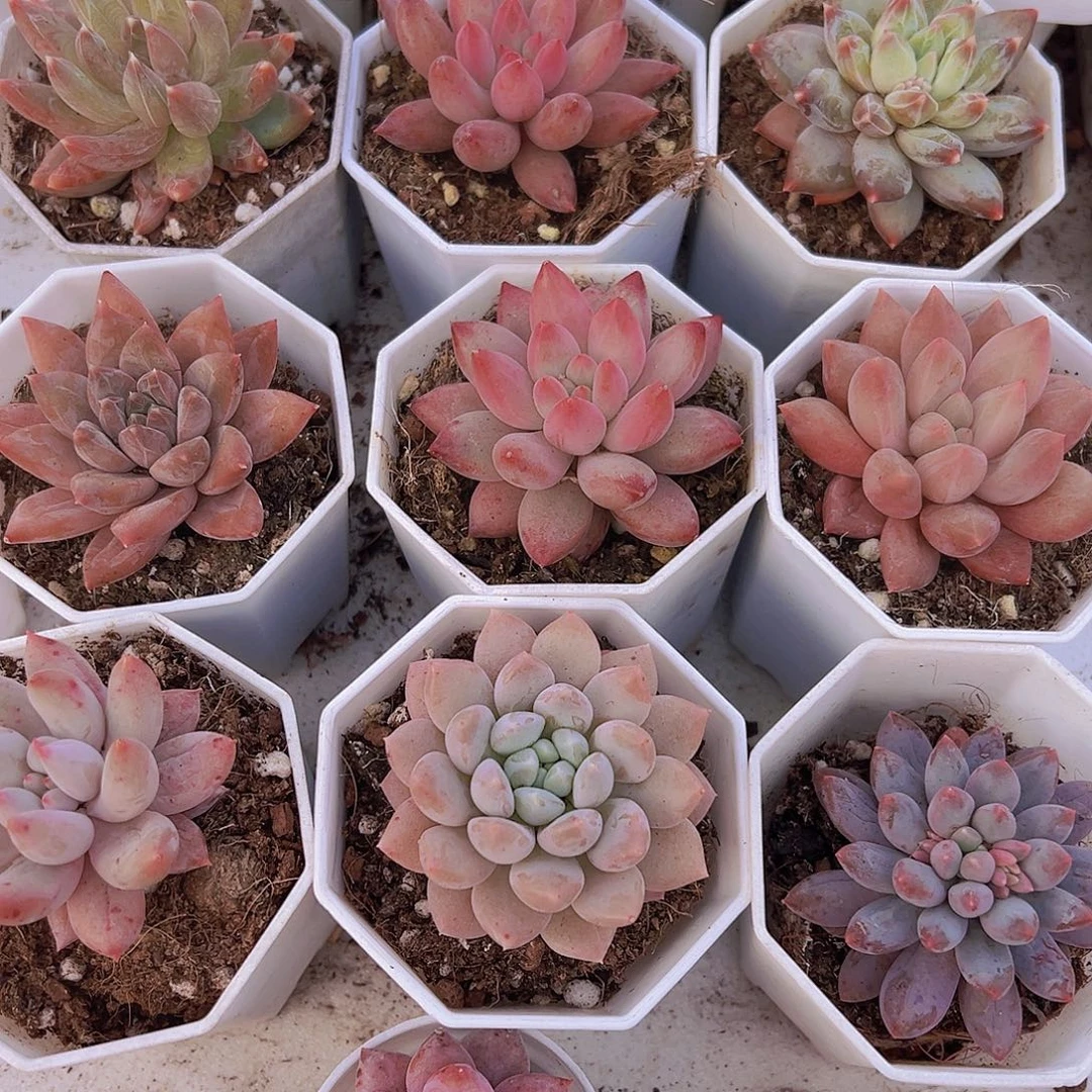 美人系组合10盆白盆发货