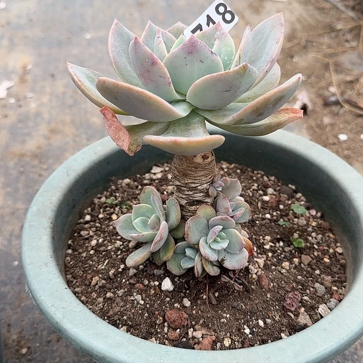 M****@718白凤脱土发货不退不换