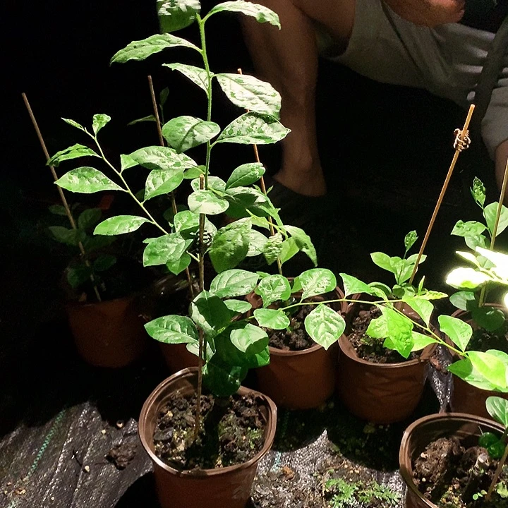 无花朵红灯老鸦柿