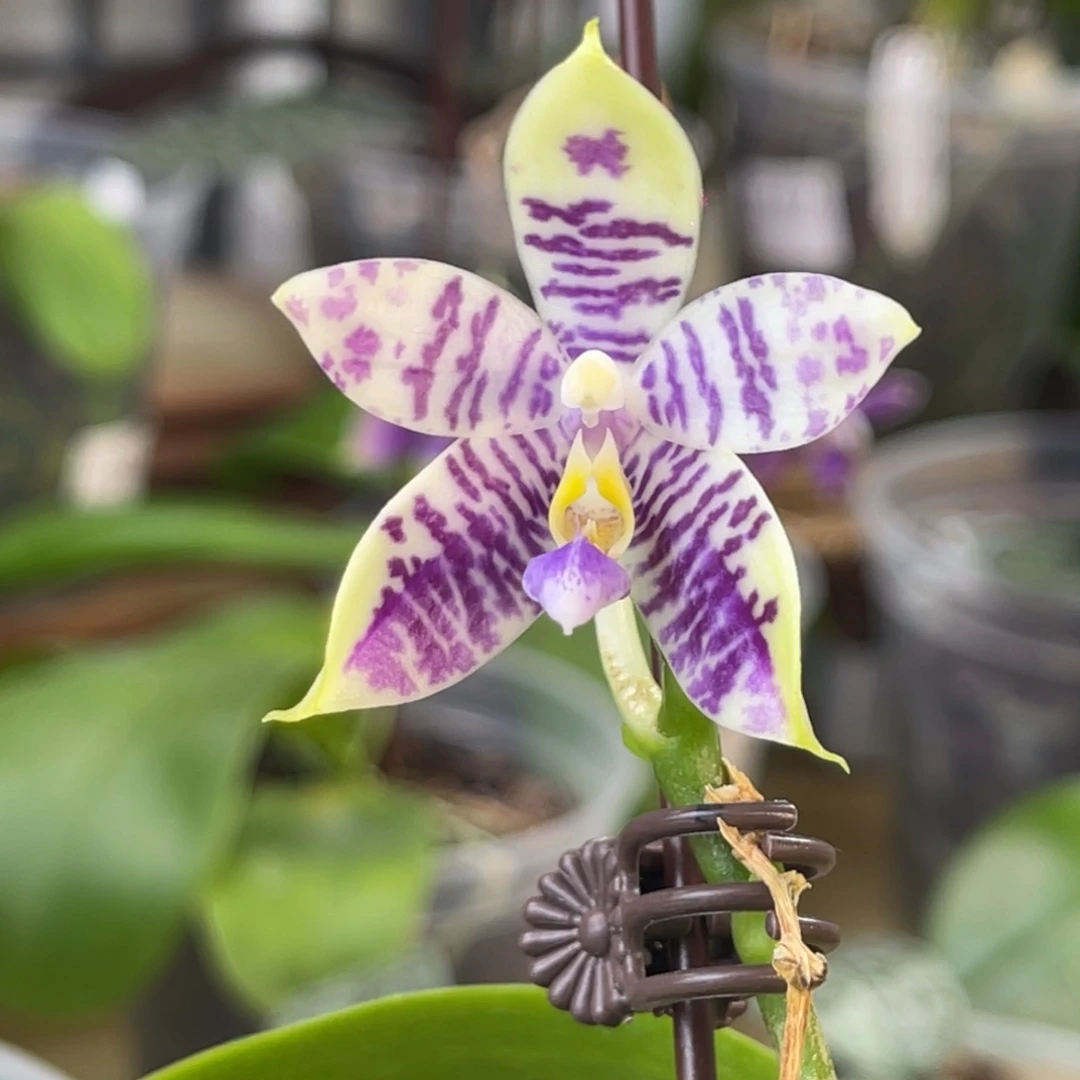 完全开放柳林3485-1456