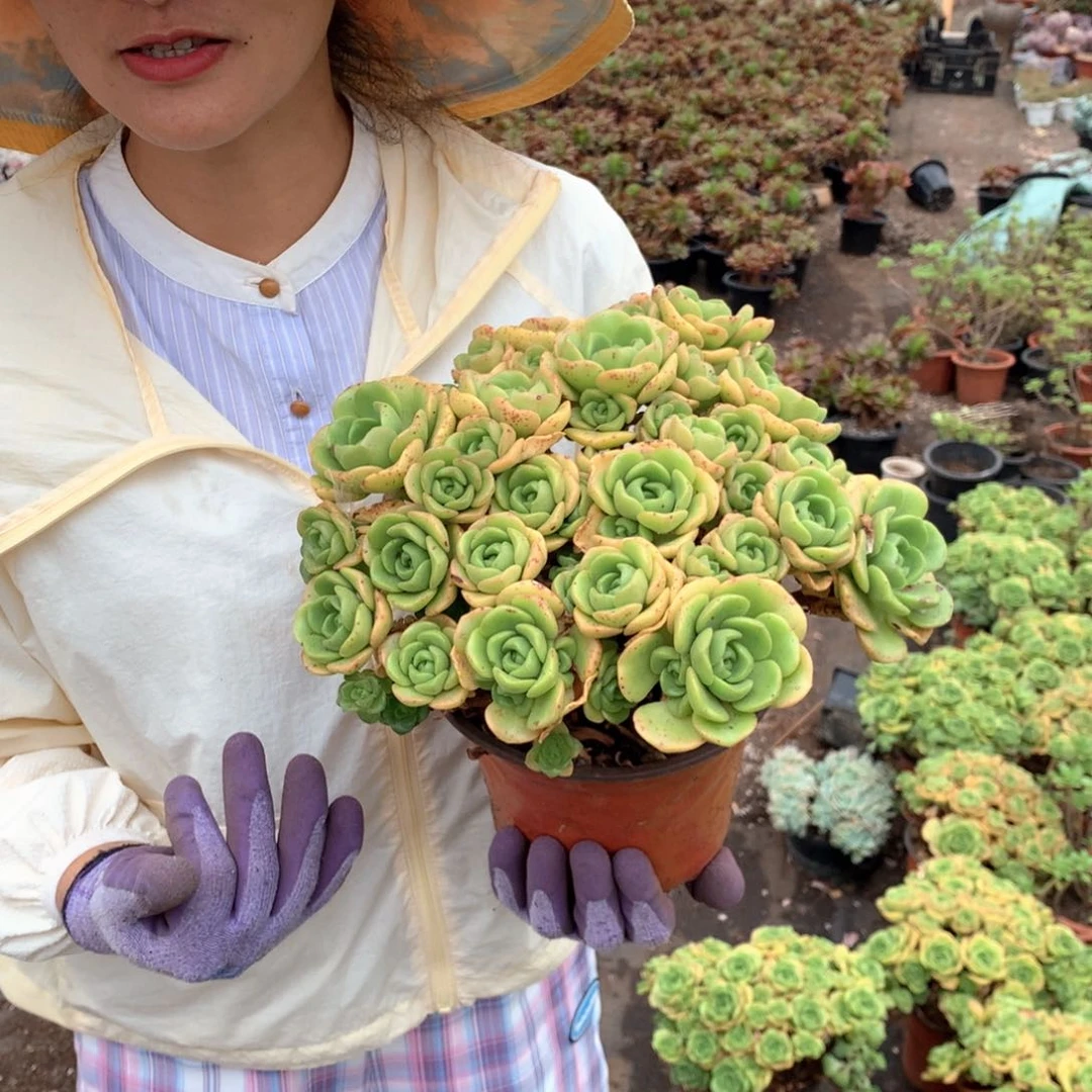 多肉植物量拍百合丽丽20