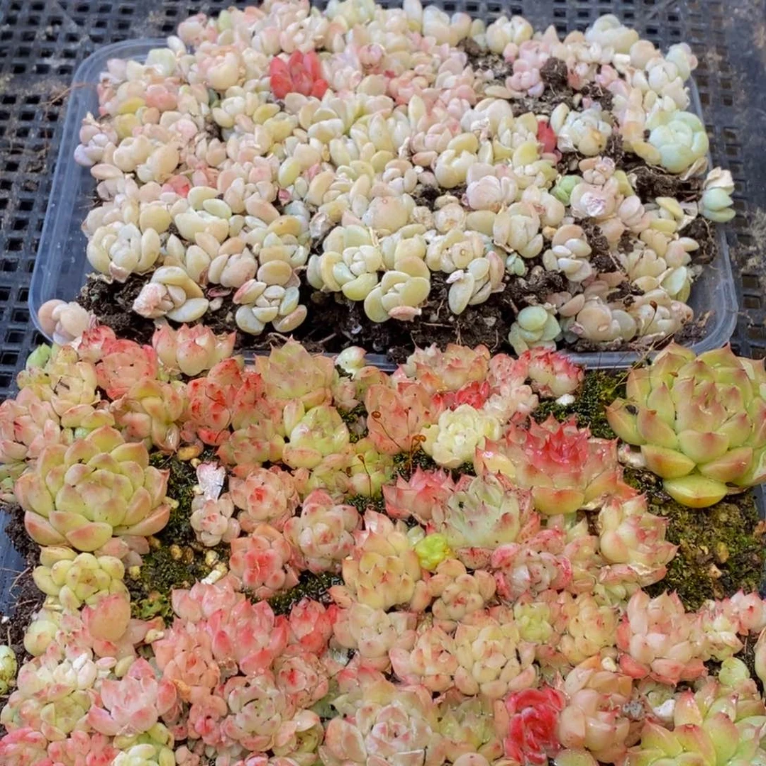 080多肉植物保护研究所所长的