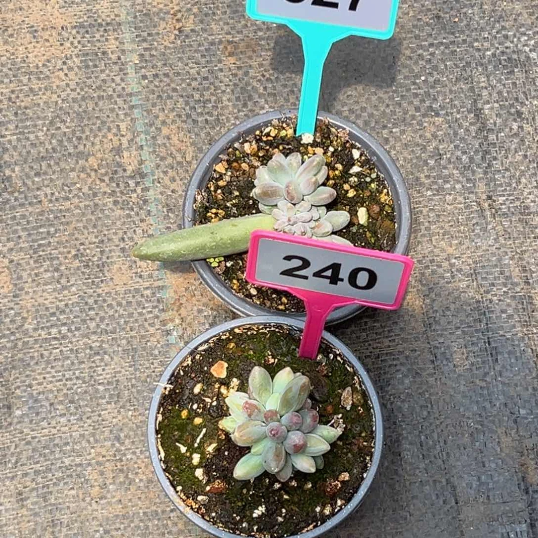 浅***忆多肉植物胖体烟花327/240