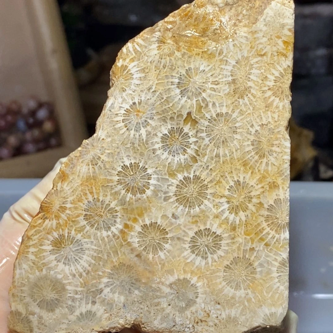 【闪购商品】硅化玉珊瑚玉未镶嵌