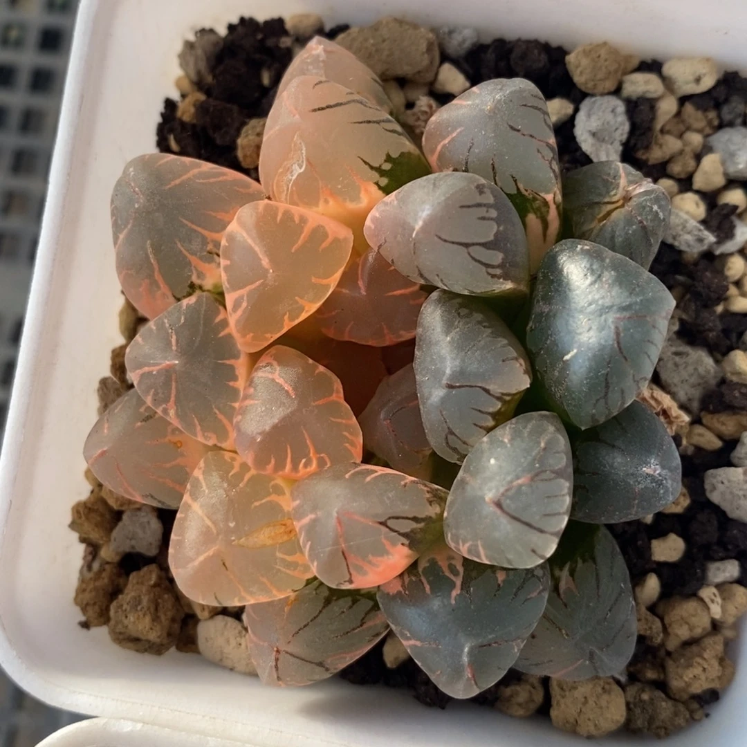 一颗实生玉露锦 特价开播福利