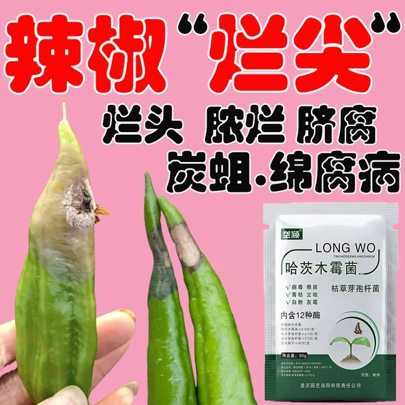 急救辣椒烂尖雨后高温软腐病用叶面肥烂果烂尖花皮病清菌迅速转绿