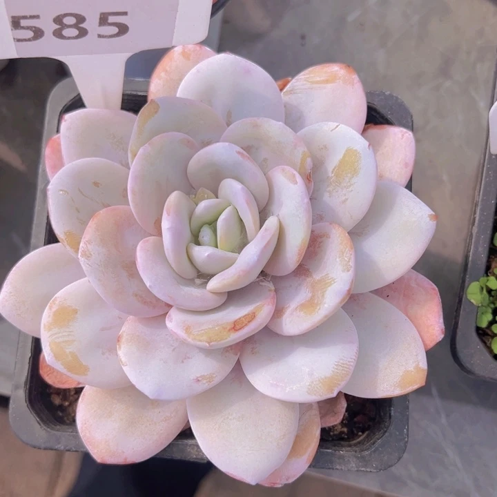 健健康康平平安安