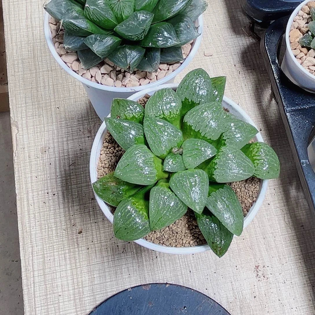 晰*母本三鲜青芷姬系列