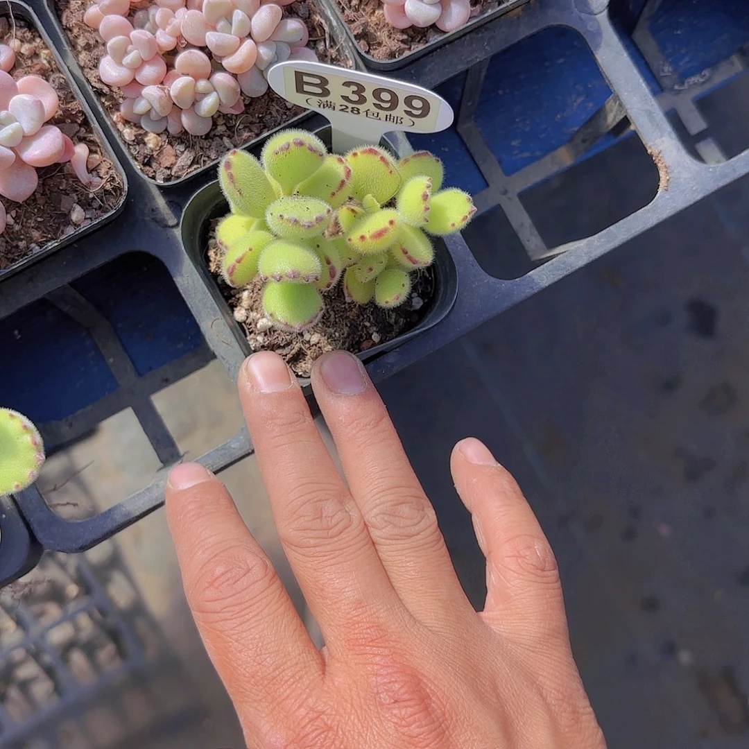 B399熊童子一物一拍