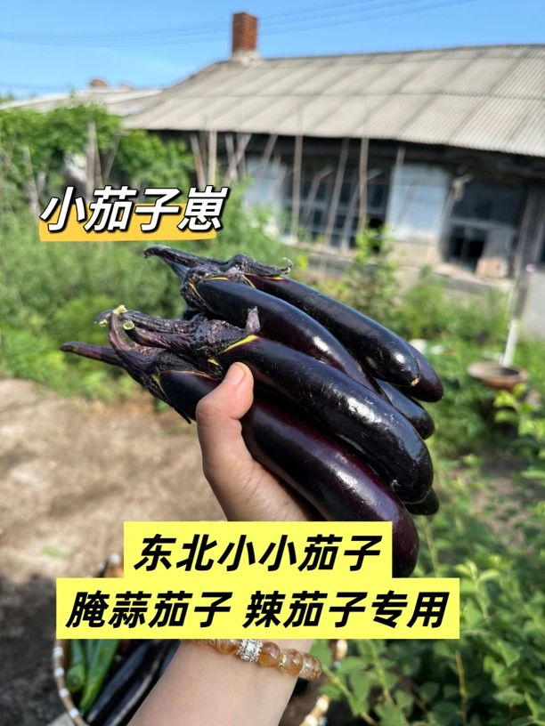 【李昭昭】小小茄 腌蒜茄子辣茄子专用