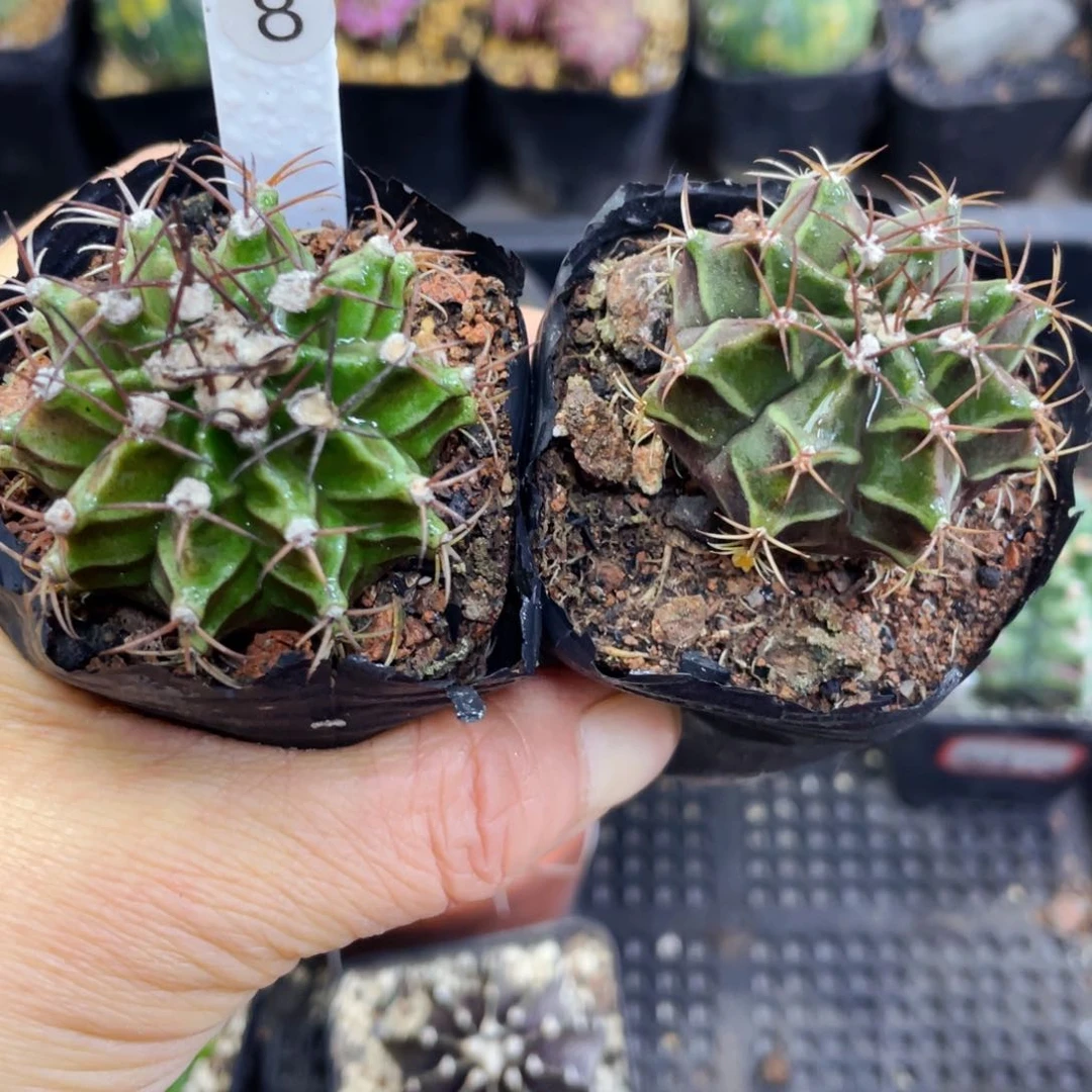 盆5公分满25包邮裸根发货