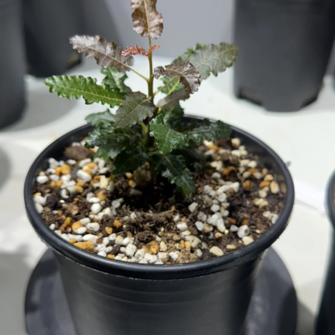 娜娜乳香实生带盆