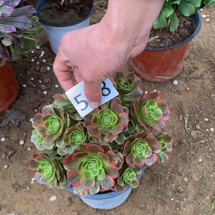 548万奶白绣球多肉