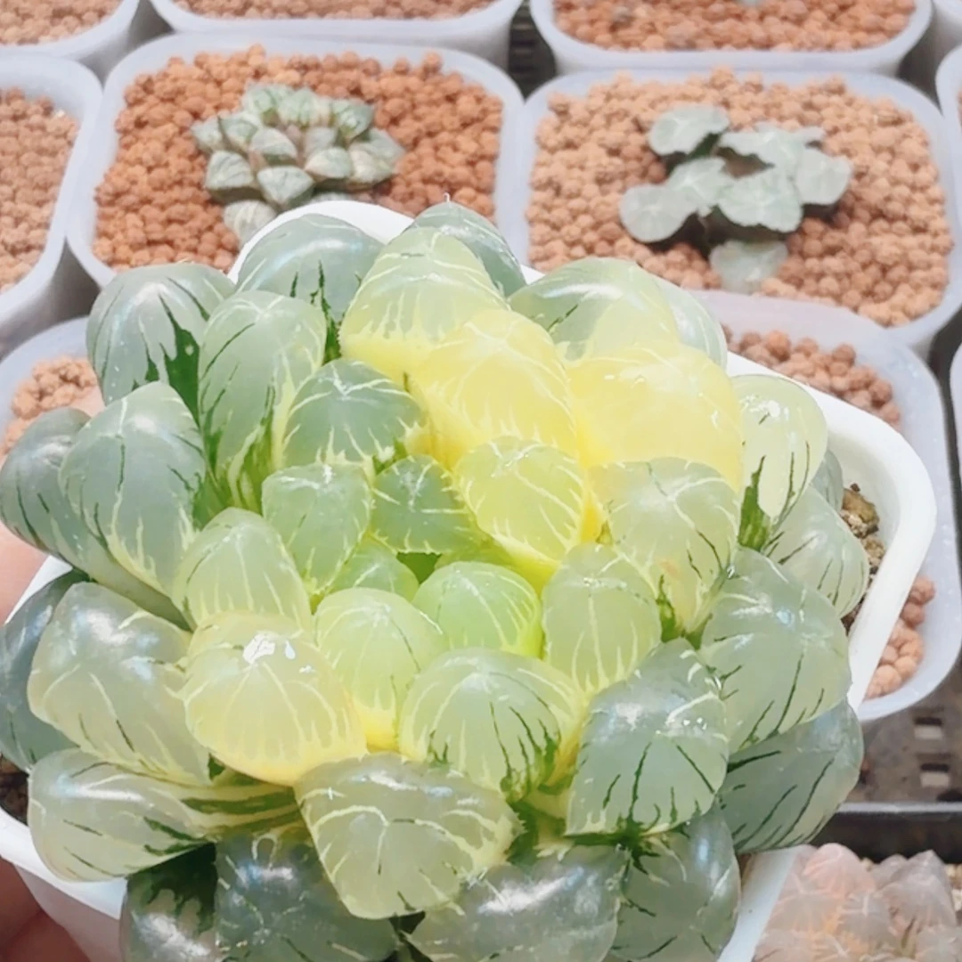 十二卷实生冰灯锦