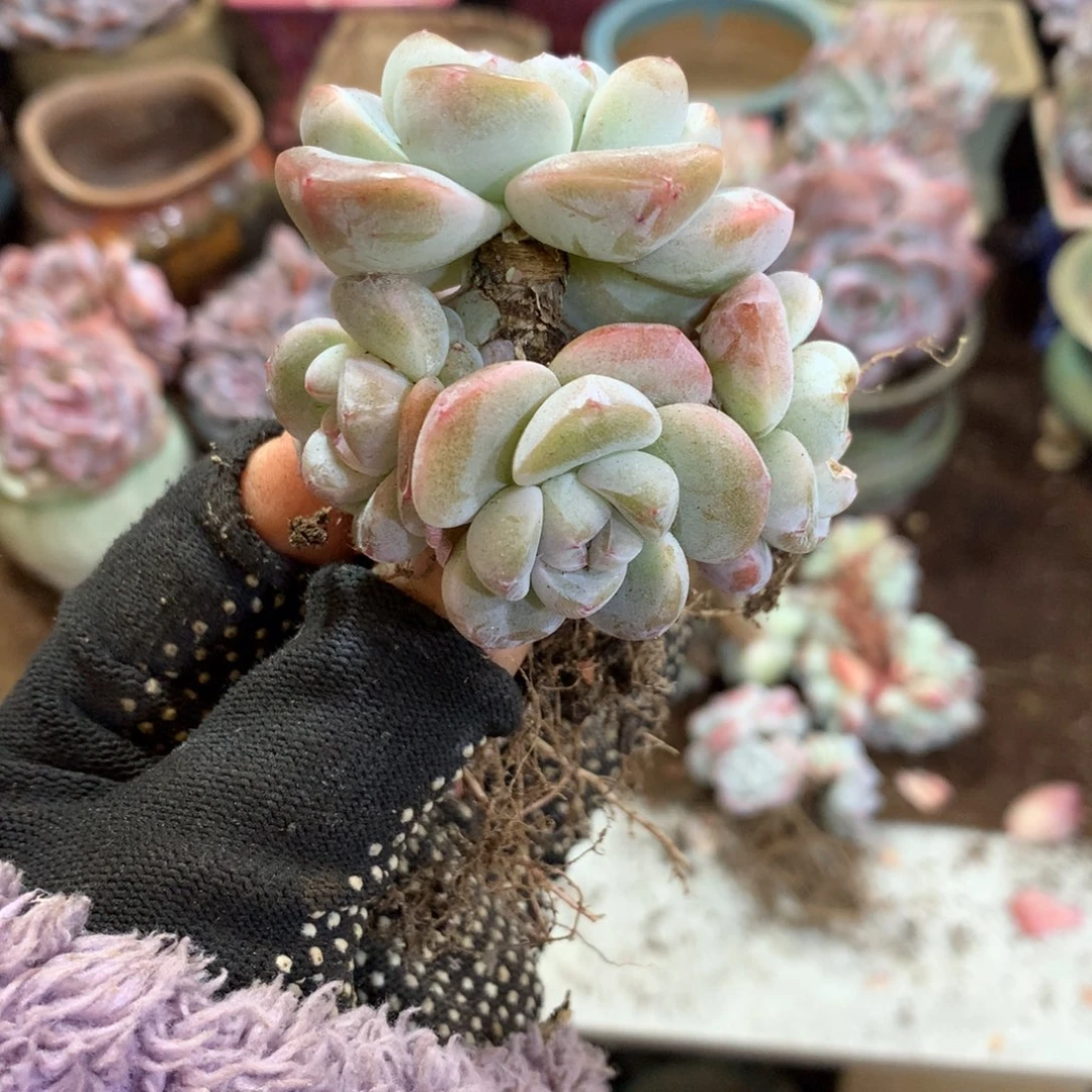 明***。石榴籽哈哈哈哈哈哈哈哈哈