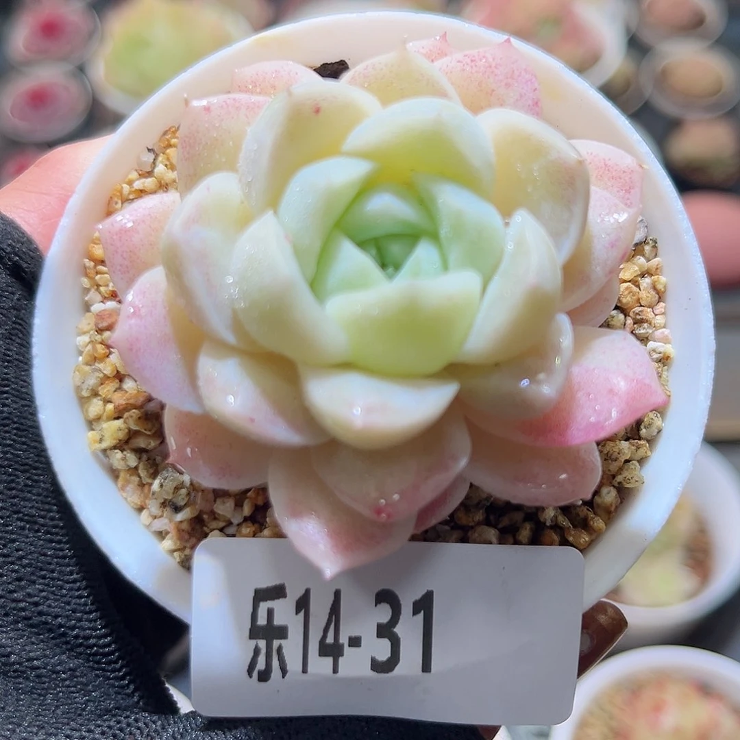 乐14-31 麦秆单头