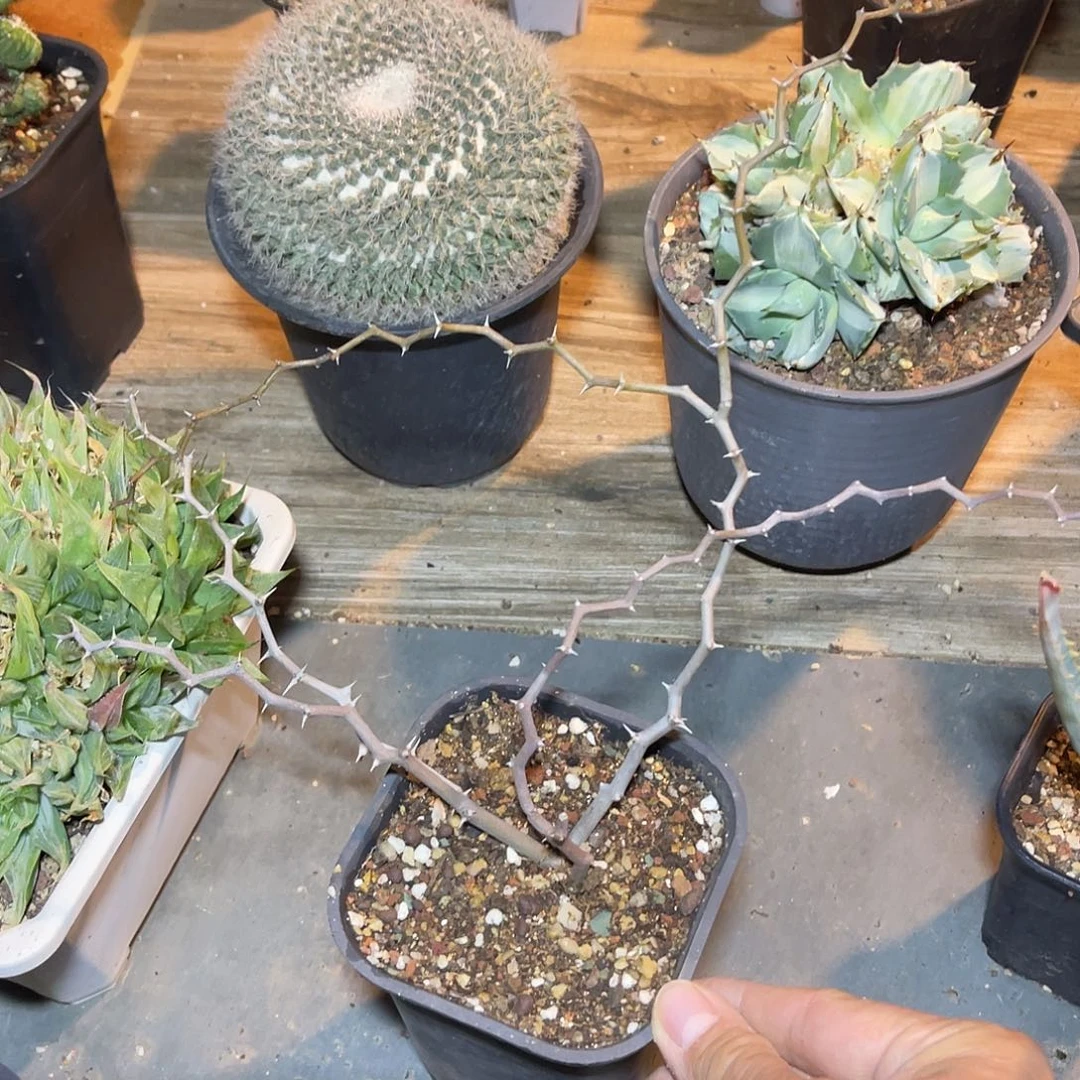 弯曲龙大老桩一物一拍