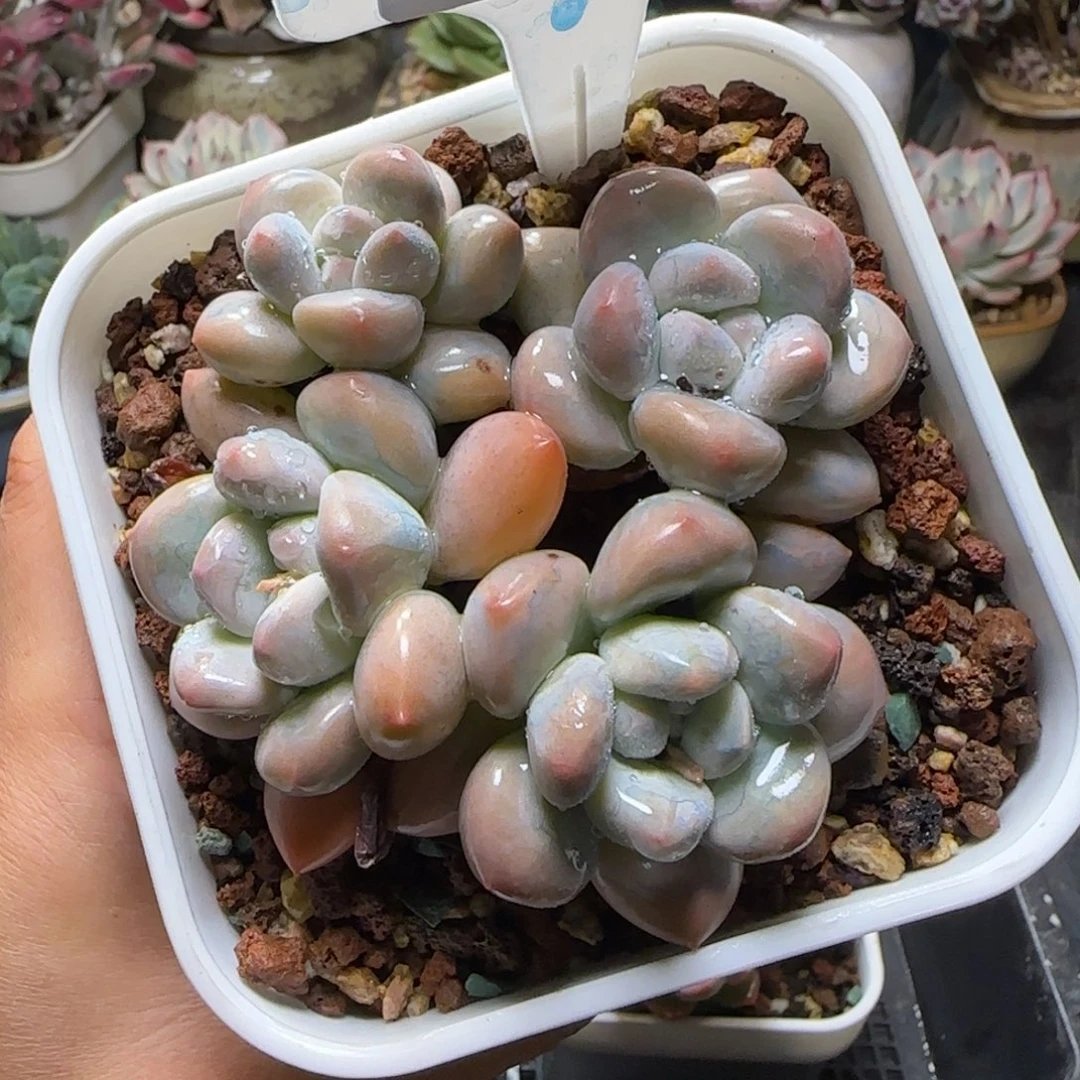 多肉植物0922…………@mm