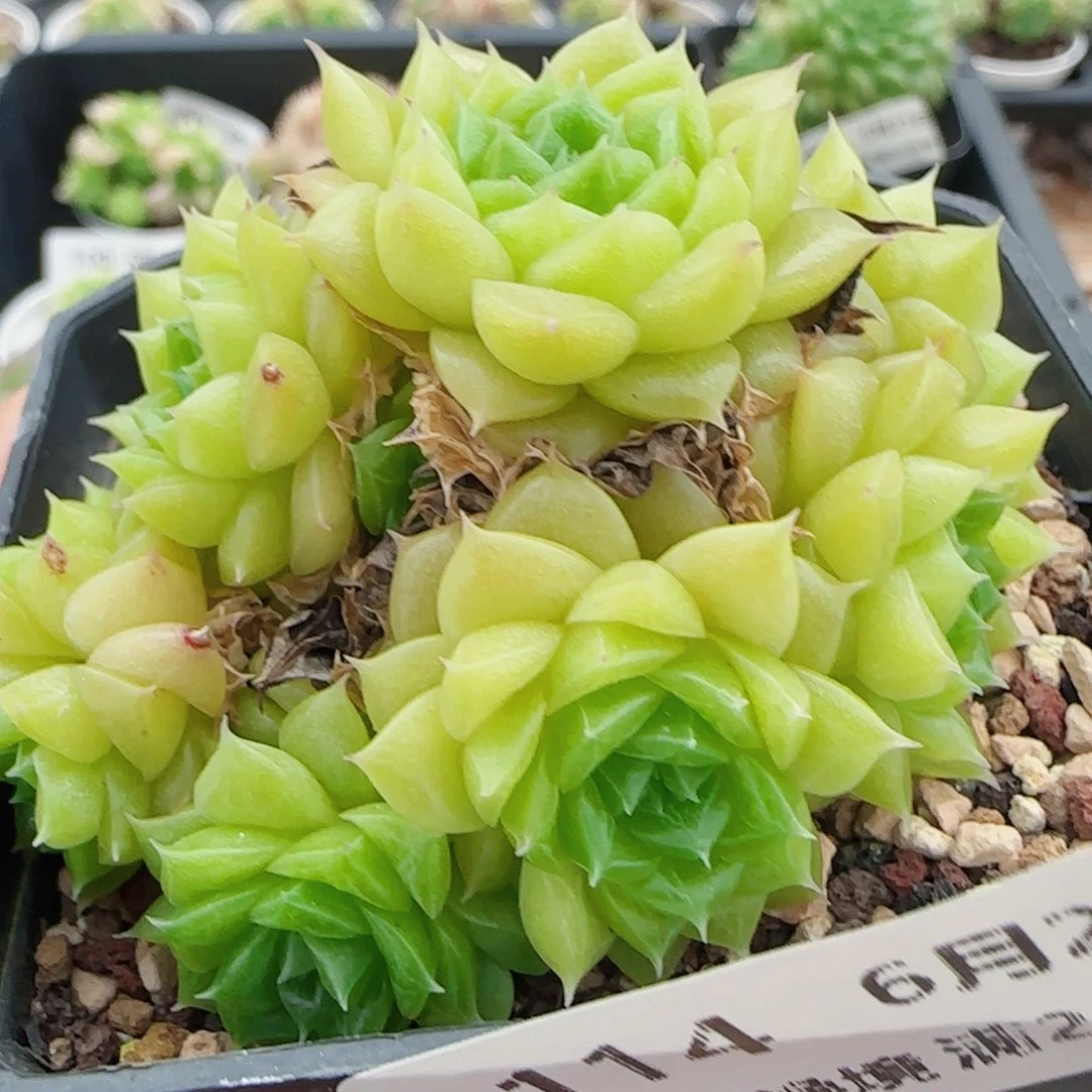 花语逸镜0621-114散麦秆