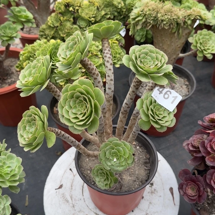 宣***宣多肉植物提取精华461
