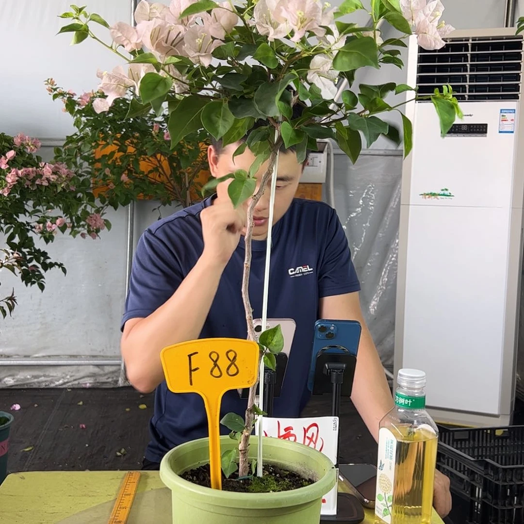当前无花栽培后可以开花默*跳暗丽F88