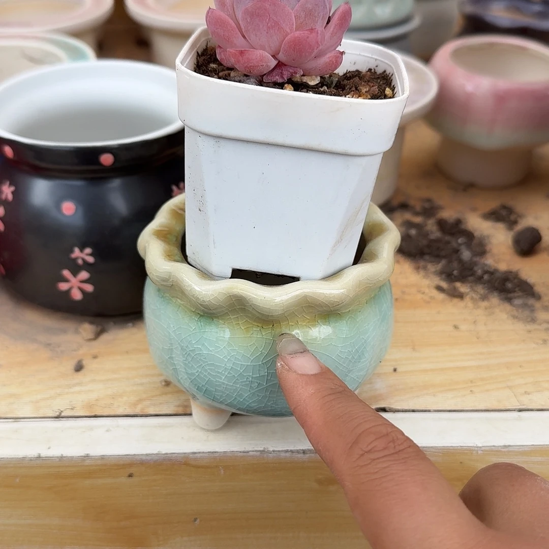 小静控带盆多肉植物