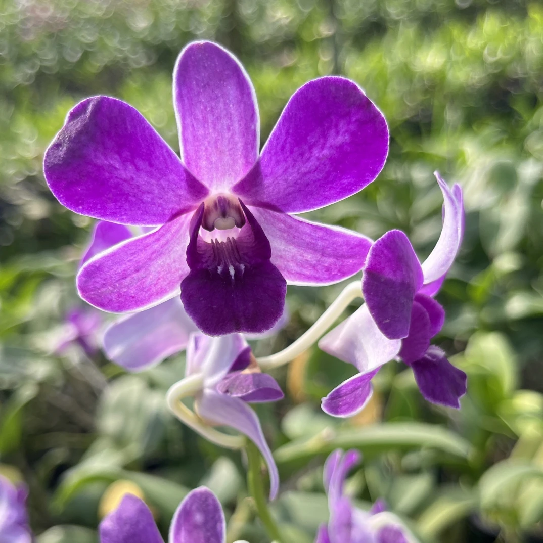 泰国进口秋石斛，花色如图，保品种，保花色，保苗