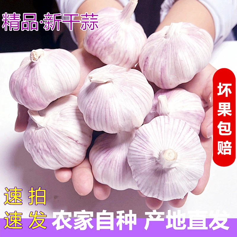 (5.0大果)杞县紫白皮干大蒜头饱满辛辣提香当季蔬菜特产